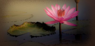 Bloom- An Odyssey of a Lotus