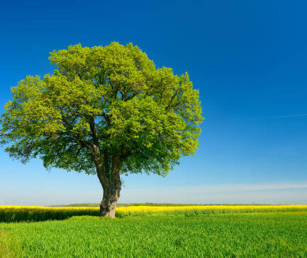Save the Trees