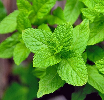 Herbal Cleanse